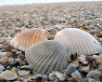 Shell FS